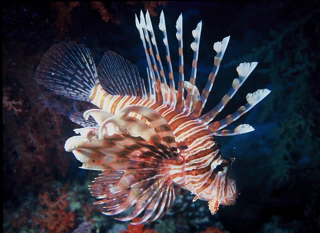 lionfish