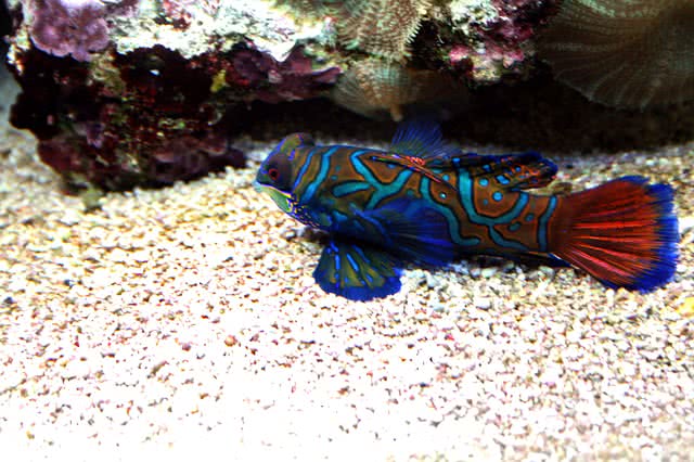 mandarinfish