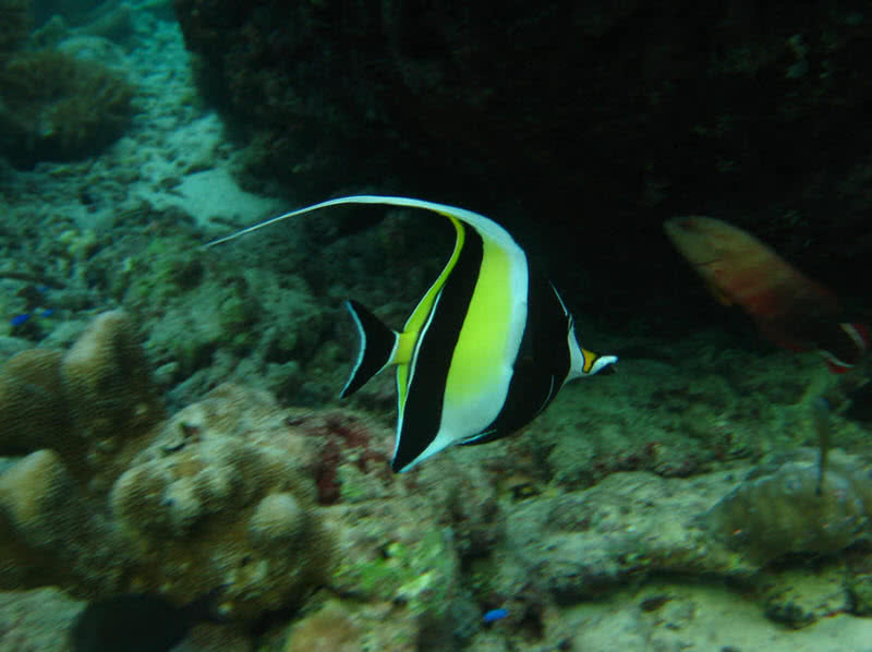 moorish idol