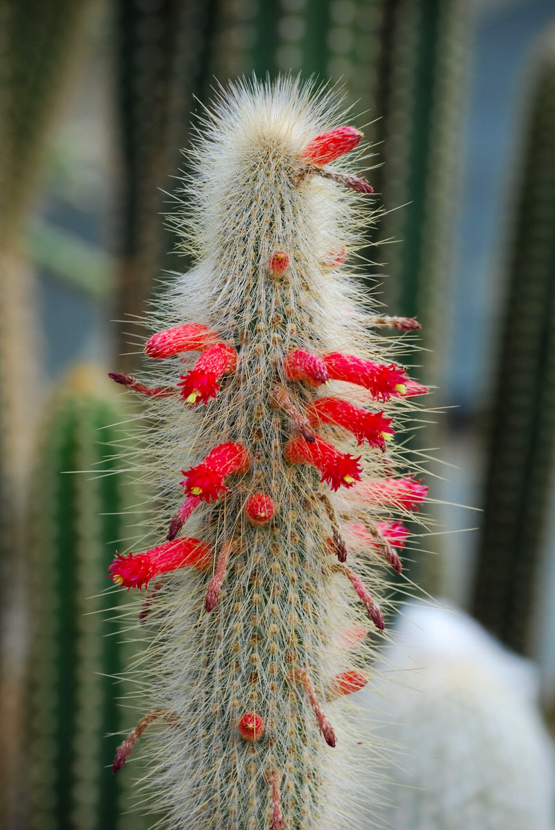 Silver Torch Cactus