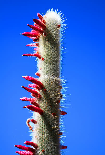 silver torch cactus