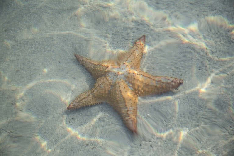 Estrela do Mar