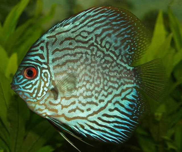 Symphysodon Discus