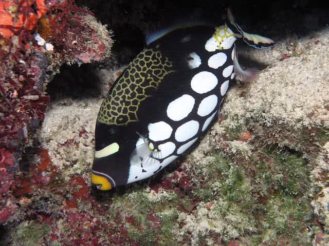 triggerfish