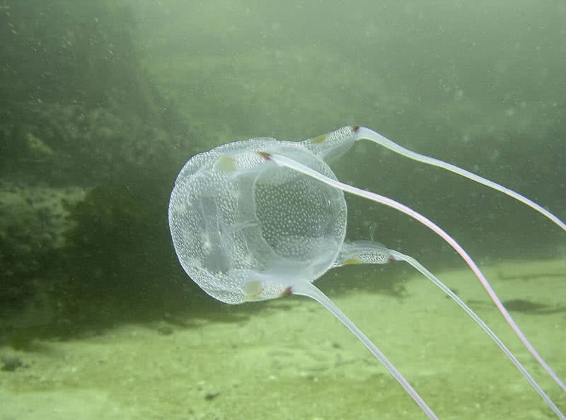 box jelly fish