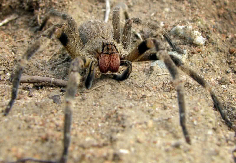 aranha errante brasileira