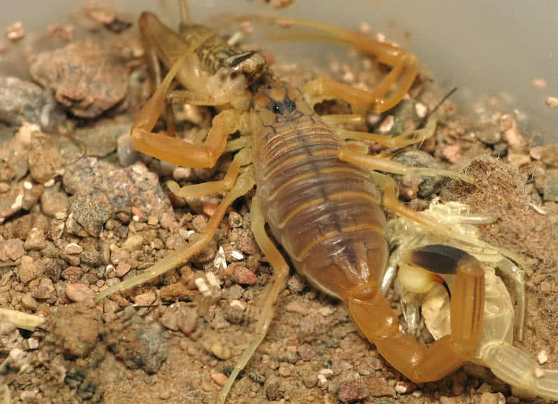 escorpião perseguidor da morte