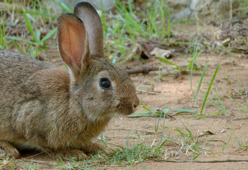 domestic rabbit