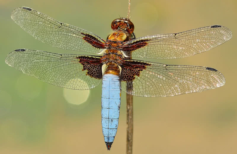 dragonfly