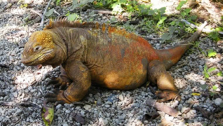 Galapagos Island