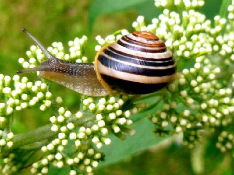 Top 10 Slowest Animals In The World The Mysterious World