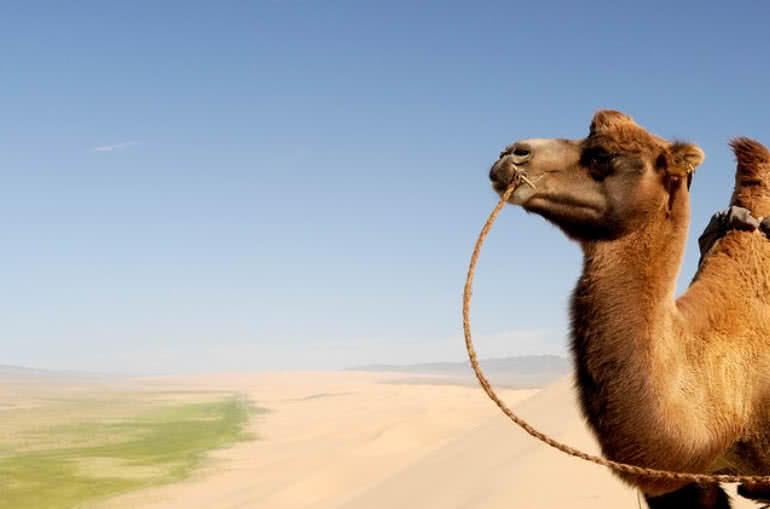 Gobi Desert