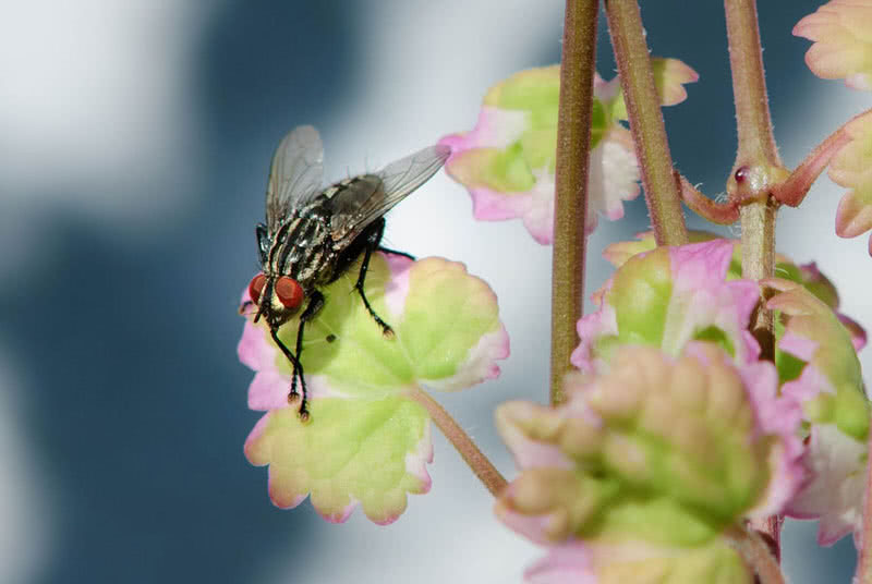 housefly