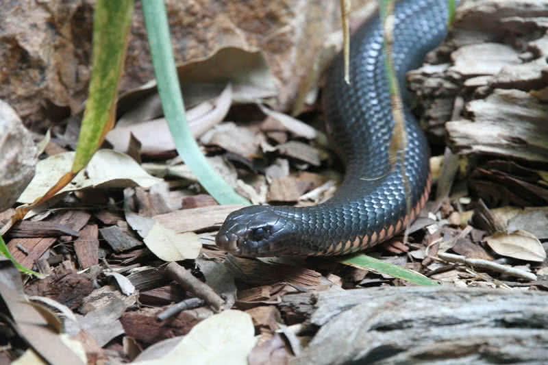 inland taipan