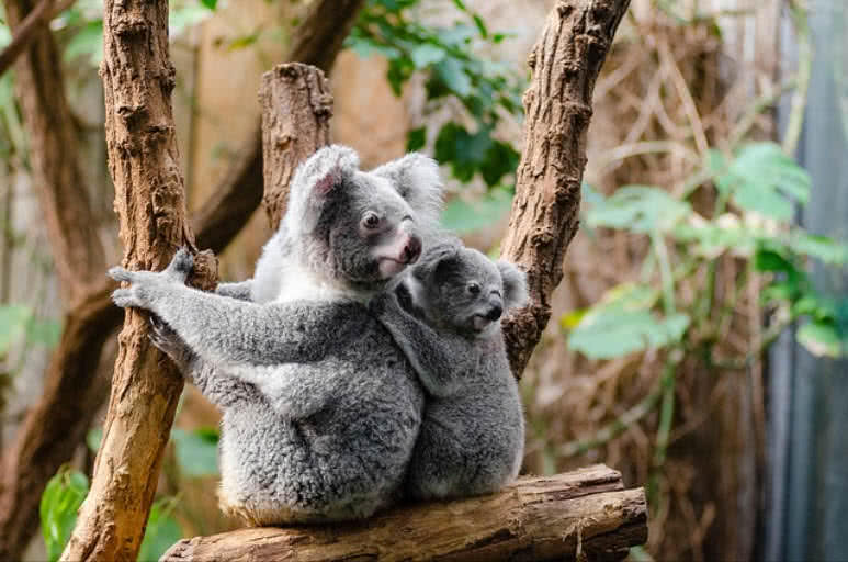 animais mais lentos do mundo