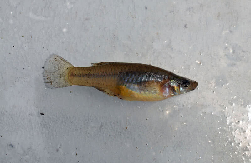 mosquitofish