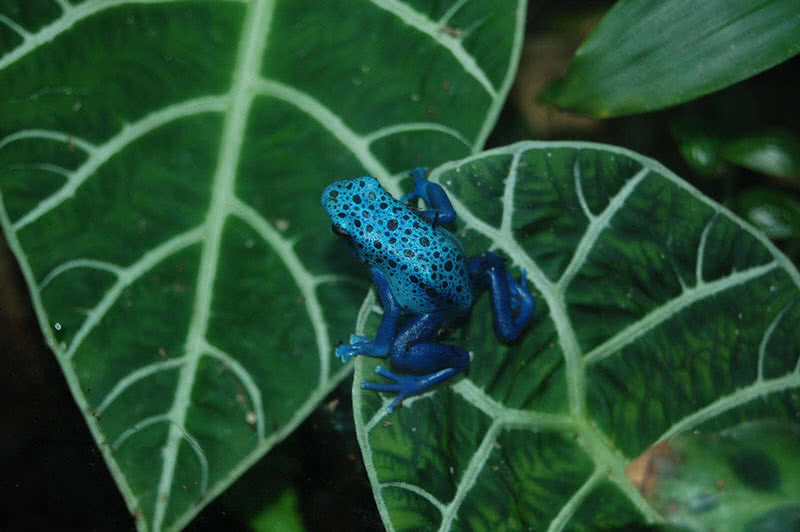 poison dart frog