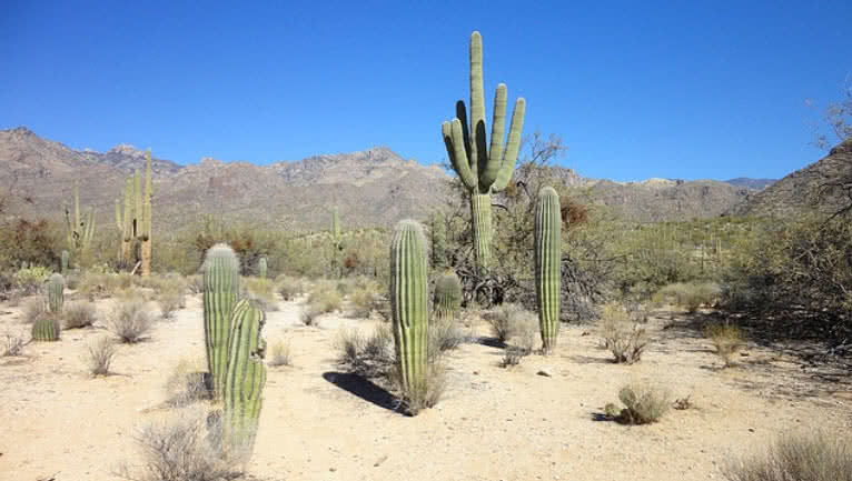 cacto saguaro