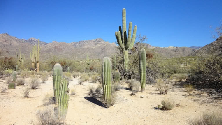 Top 9 Most Mysterious Desert Plants In The World - The 