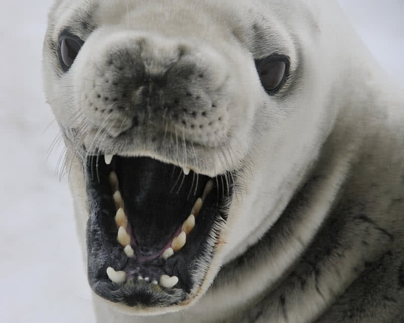 Top 8 Amazing Antarctic Animals - The Mysterious World
