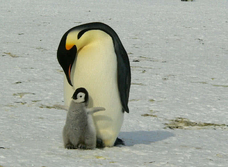 animals in Antarctica