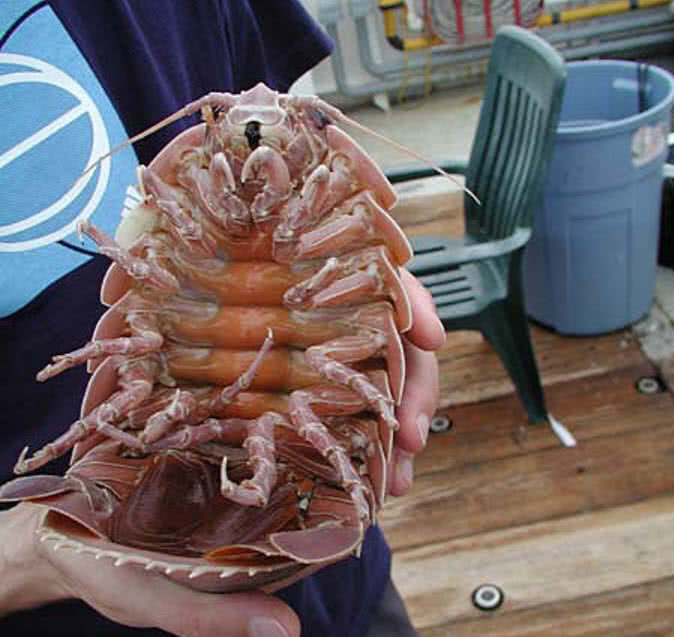 Giant Isopod