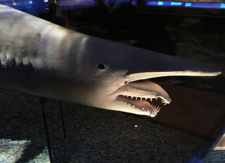 Top 6 most amazing deep ocean creatures - The Mysterious World