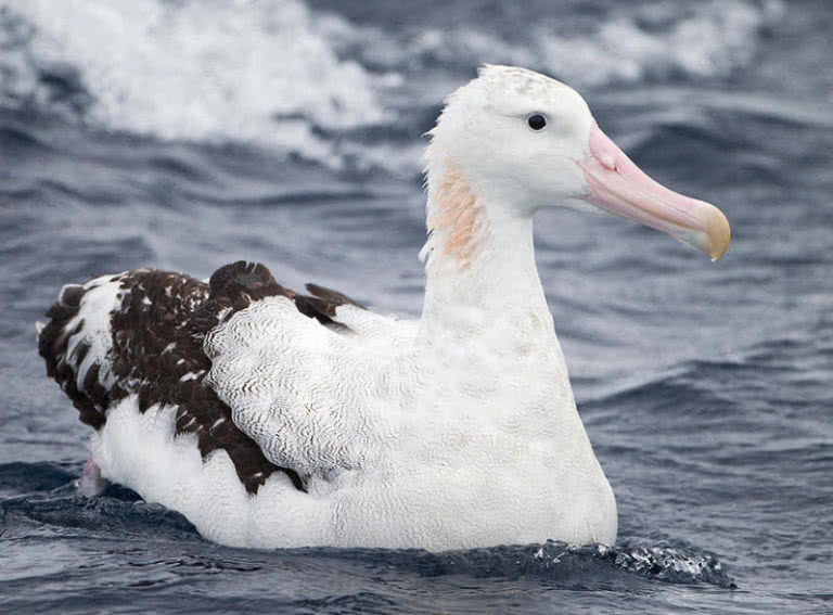 Top 8 Amazing Antarctic Animals - The Mysterious World