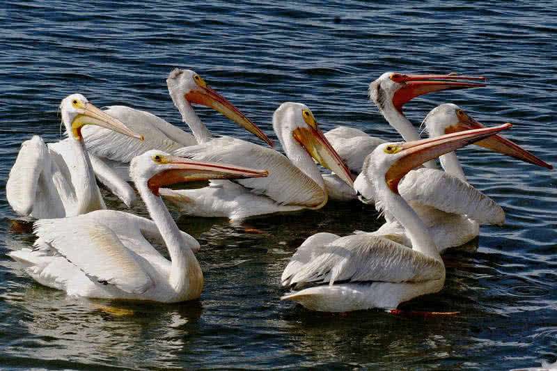 American White Pelican