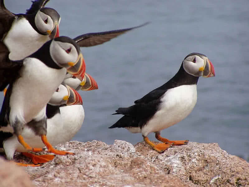 atlantic puffin