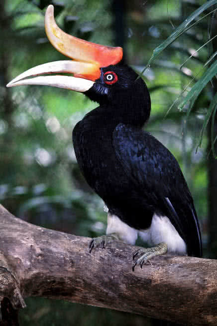 rhinocerous hornbill