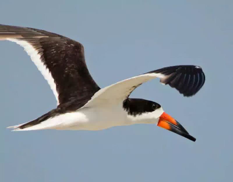 black skimmer flying