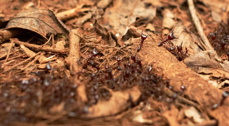 driver ants
