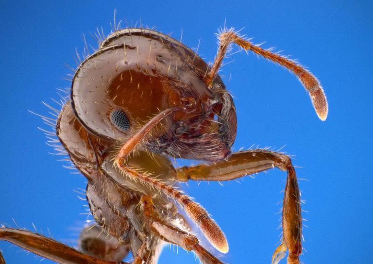 Top 10 Deadliest Insects In The World - The Mysterious World