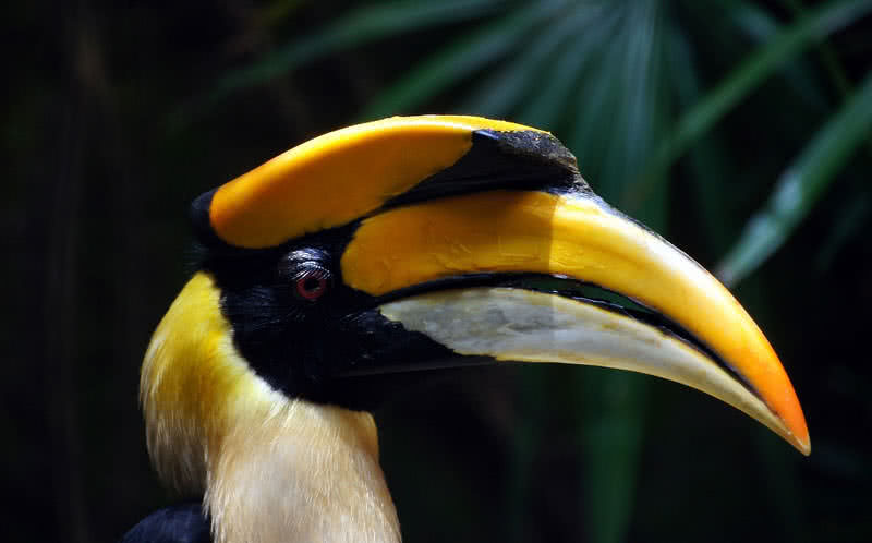10 birds with amazing beaks
