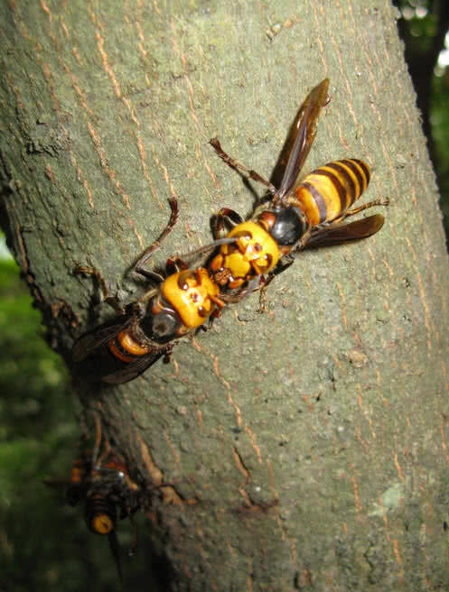 japanese giant hornet