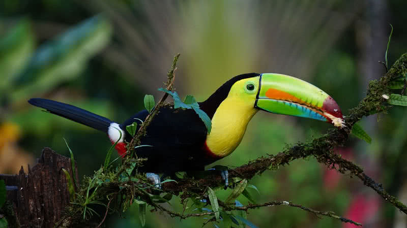 keel-billed toucan