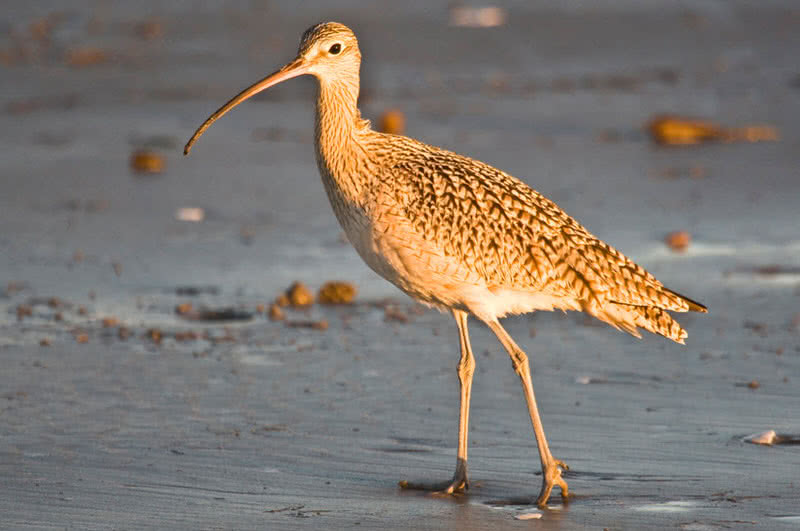 long billed curlew