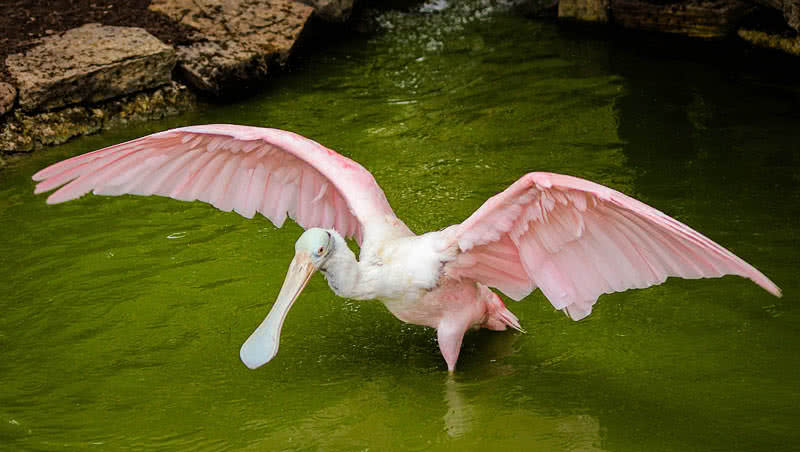 roseeat spoonbill