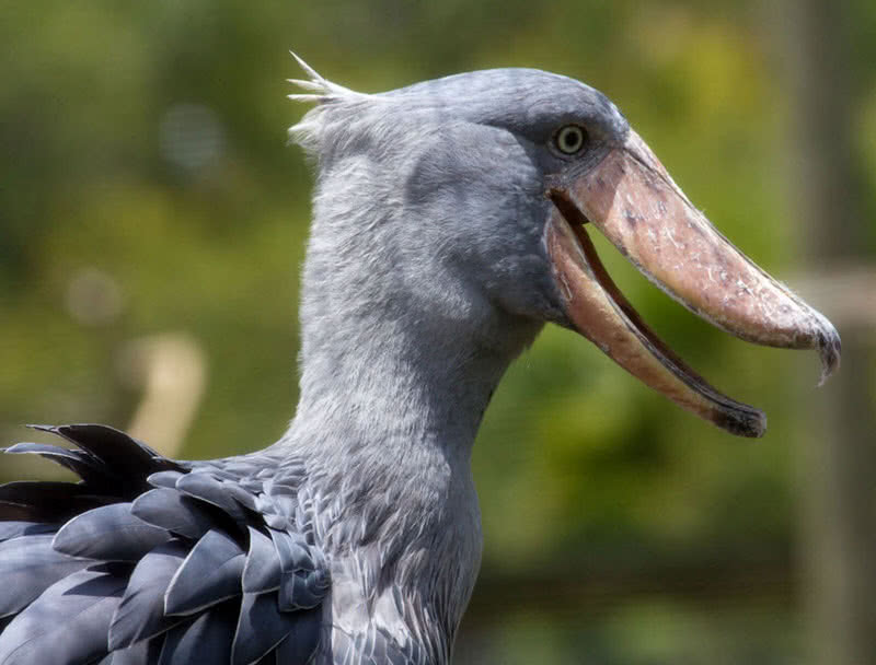 Top 10 Birds With Amazing Beaks The Mysterious World   Shoebill Head 