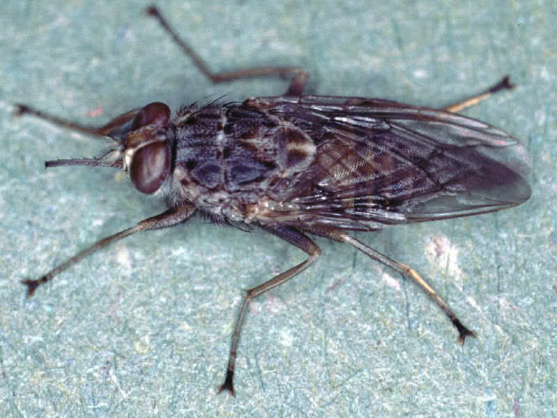 tsetse fly