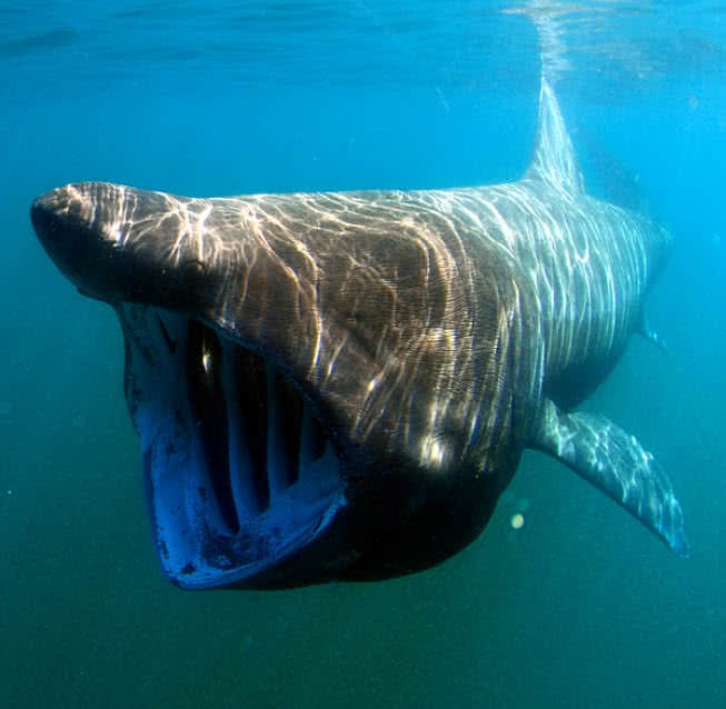 Basking Shark
