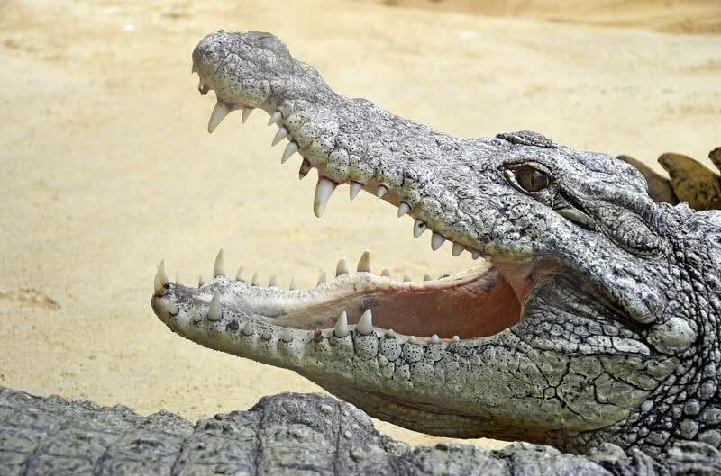 crocodile