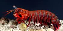 aquatic animals with mind blowing superpowers
