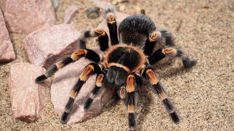 tarantual spider