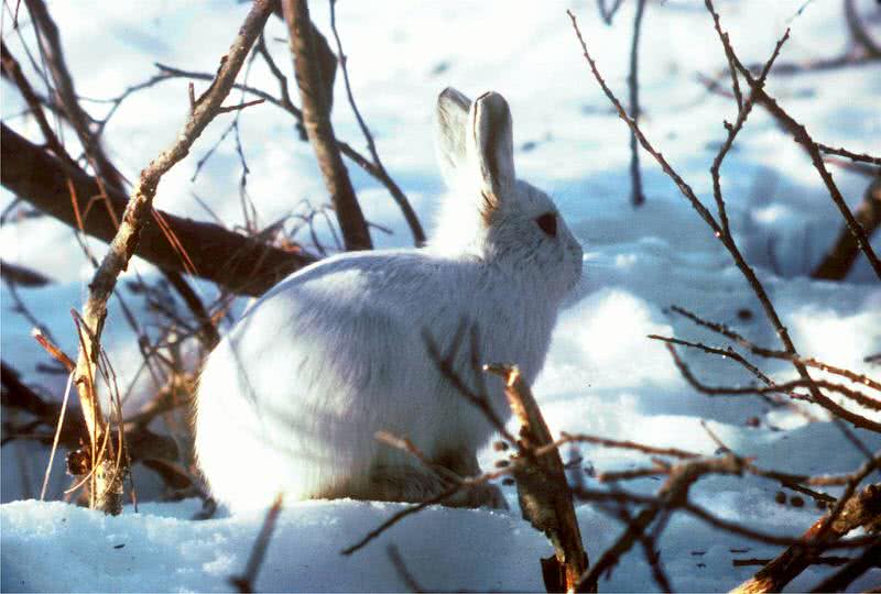 Top 10 animals found in Arctic region - The Mysterious World
