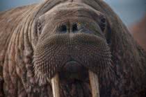 top arctic animals