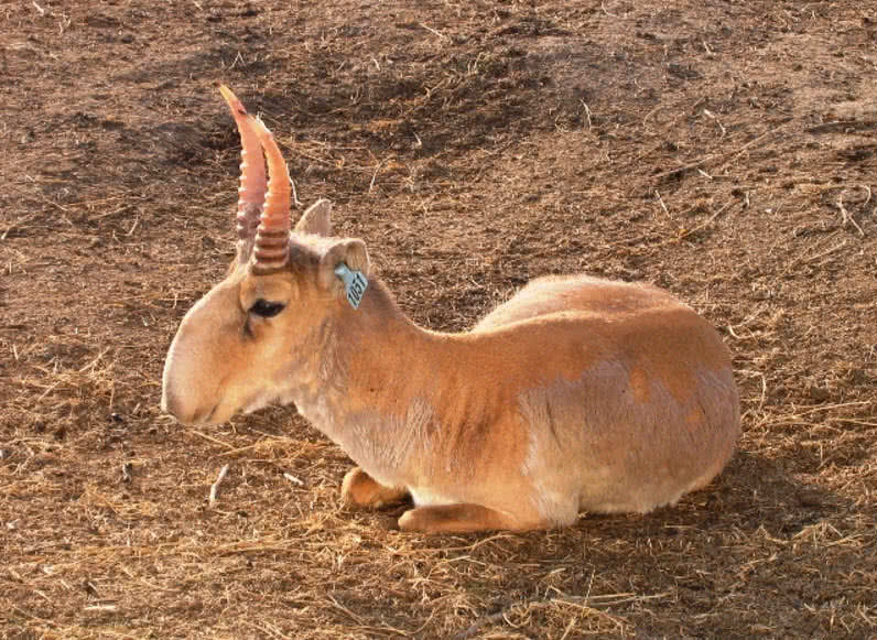 saiga antelope
