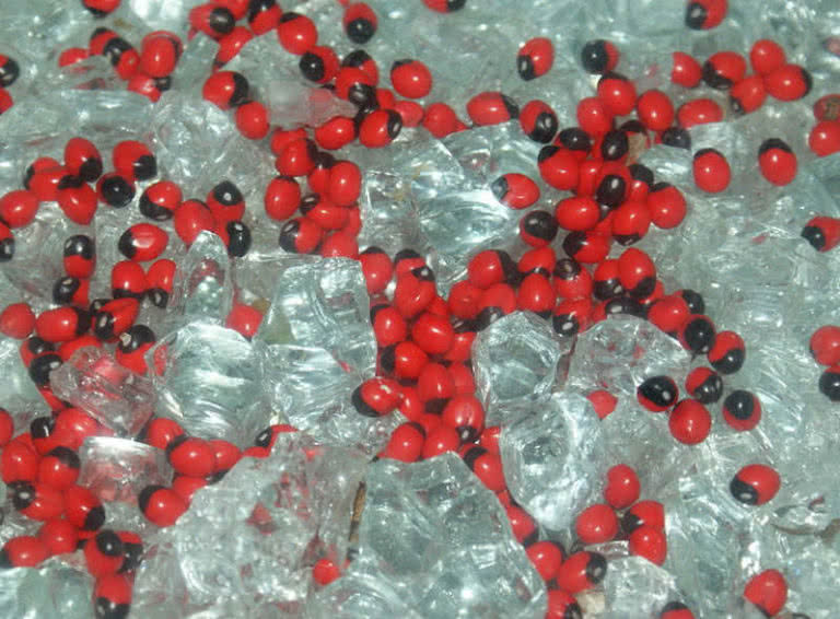 Top 10 Most Deadliest Plants In The World The Mysterious World