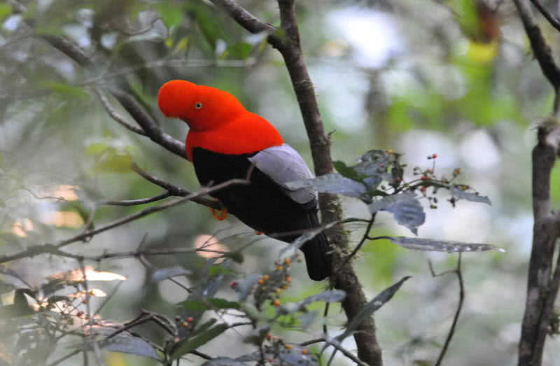 strange looking birds